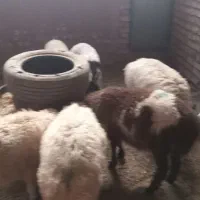 بره نر ۱۱عدد و۲تابره ماده