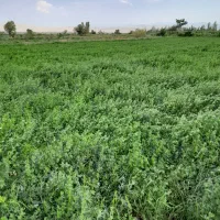 یونجه