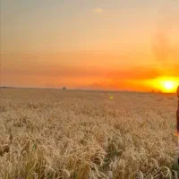 زمین کشاورزی فرودگاه گرگان|فروش دفتر صنعتی، کشاورزی، تجاری|آق قلا, |دیوار