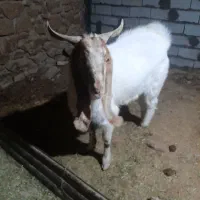 سلام خدمت دوستان یک نربزجوان دودندون|حیوانات مزرعه|بجنورد, |دیوار