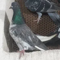 کبوتر فروش فوری