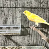 قناری نر|پرنده|آذرشهر, |دیوار