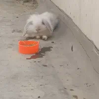 خرگوش لوپ سفید