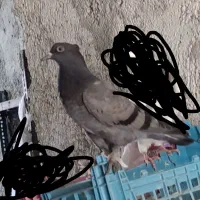 گرفته
