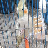 عروس هلندی|پرنده|رودبنه, |دیوار