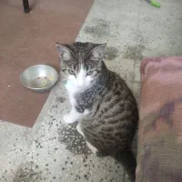 واگزاری گربه رایگان|گربه|مرودشت, فاز دوم شهرک فرهنگیان|دیوار