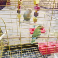 طوطی برزیلی