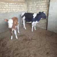 دو راس گوساله ماده سیمنتال ودورگ|حیوانات مزرعه|جعفرآباد, |دیوار