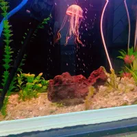 آکواریم سه بعدی 80سانتی|گل و گیاه طبیعی|خاش, |دیوار