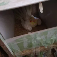 عروس هلندی|پرنده|هامون, |دیوار