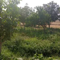 باغ گردو|خدمات باغبانی و درختکاری|جوکار, |دیوار