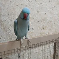 ملنگو نر سخنگو