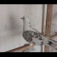 کبوتر پروازی و پرشی