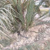 فروش پاجوش برحی .و سعمران