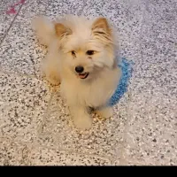 فروش سگ تربیت شده