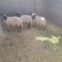 میش ابستن