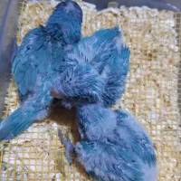 فروش انواع طوطی سانان|پرنده|قم, انسجام|دیوار