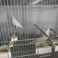 عروس هلندی جفت نر و ماده آلبینو و ابلغ