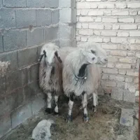فروش میش بره کهره بز شیشک بختیاری شهر کردی|حیوانات مزرعه|کوار, |دیوار