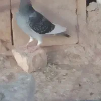 کبوتر