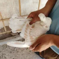 کربلایی کلاغ کاکل|پرنده|نیشابور, فردوسی جنوبی|دیوار