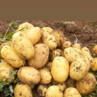 خرید فروش محصولات کشاورزی سیب زمینی کود شیمیایی