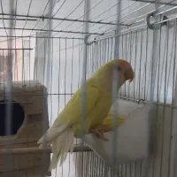 طوطی برزیلی