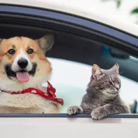 پت تاکسی تهران - حمل و نقل حیوانات خانگی سگ و گربه