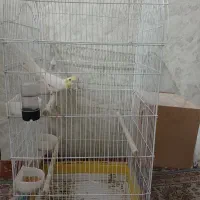 عروس هلندی لتینو|پرنده|مشهد, كنويست|دیوار