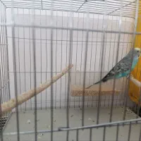 کوتوله ومرغ عشق