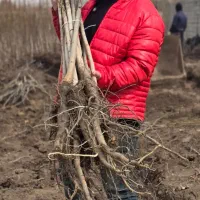 ـ درخت گردوی اصیل با تضمین سوددهی|خدمات باغبانی و درختکاری|سنندج, |دیوار