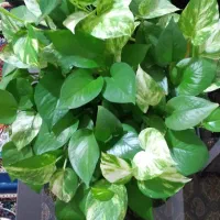 فروش پتوس|گل و گیاه طبیعی|محمدیه-قزوین, |دیوار