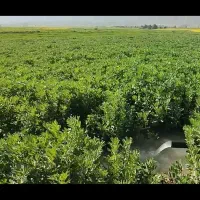 باقله دره شهر نوبر