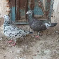باسلام جفت کوهی اصیل|پرنده|اهواز, ملاشیه|دیوار
