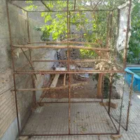 قفس. کبوتر.