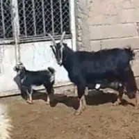 بز و بزغاله