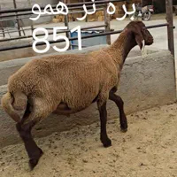 قوچ و بره قوچ همو زیگوت و هترو با برگه آزمایش|حیوانات مزرعه|تهران, بلوار کشاورز|دیوار