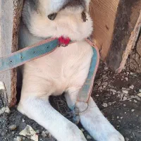 به علت نبود جا برای فروشه .