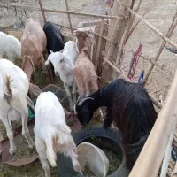 فروش همه گوسفندها یکجا|حیوانات مزرعه|ایرانشهر, |دیوار