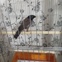 مینا سخنگو چش ستاری