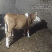 گوساله سیمینتال اصل