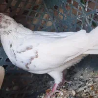 کبوتر طوقی کله سرخ شازده کفتر|پرنده|یزد, |دیوار