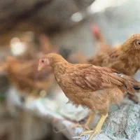 نیمچه گلپایگان با کیفیت بالا