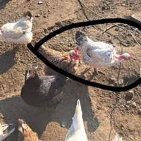 مرغ وخروس گردن لختی قشنگ‌وپاپر