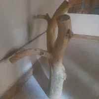 تنه ی درخت بدون پوسته