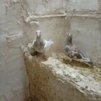 سار قزوینی