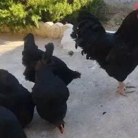 مرغ و خروس سیاه