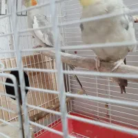 طوطی عروس بالغ