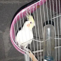 عروس ماده آماده