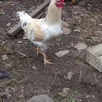 تعداد ۲عدد خروس  محلی دونه ای ۷۵۰ هزار